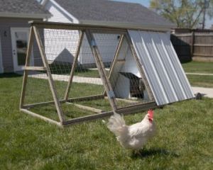 The Easy Chicken coop and hens. Photo courtesy The Easy Chicken.