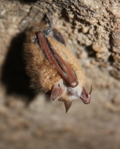 Tri-colored bat with WNS. U.S. Fish and Wildlife Photo credit: MDC/Bruce Schuette