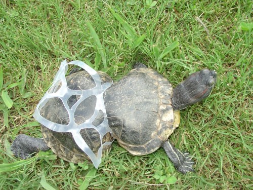 Peanut the turtle. Photo: John Miller / Missouri Department of Conservation. 