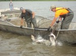 On the Illinois River summer 2012. Photo by Jill Moon/The Telegraph, Alton, IL