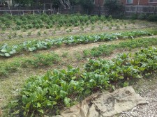 Schlafly Gardenworks. Photo provided by Schlafly. 
