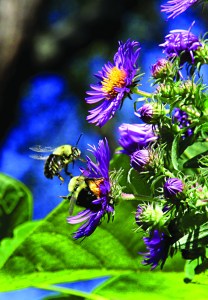 Photo by Diana Linsley, Webster-Kirkwood Times.