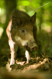 A female Feral Hog is caught on a snare in a wood near Taum Sauk Mountain in Ironton County, MO. Photo by MDC Staff, courtesy Missouri Department of Conservation. 