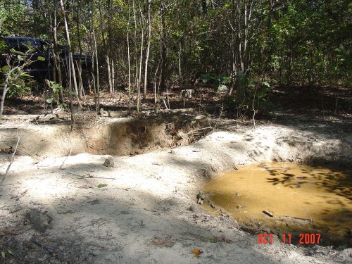 Hog wallows are pictured above. Because they lack sweat glands, hogs cool themselves by wallowing in the mud of seeps, springs, ponds and streams. Here they leave their tracks and the imprint of their coarse hair in the mud. Both rooting and wallowing are incredibly destructive to native plant communities and landscaped areas, such as parks and golf courses. Photo by MDC Staff, courtesy Missouri Department of Conservation. 