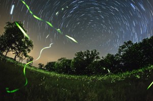 Danville fireflies and star trails. Photo courtesy MDC.
