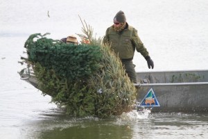 MDC is seeking donated trees after the holidays for that purpose at Lake 33 at the August A. Busch Memorial Conservation Area in St. Charles, and two St. Louis County Park sites in north St. Louis County. Photo by MDC. 