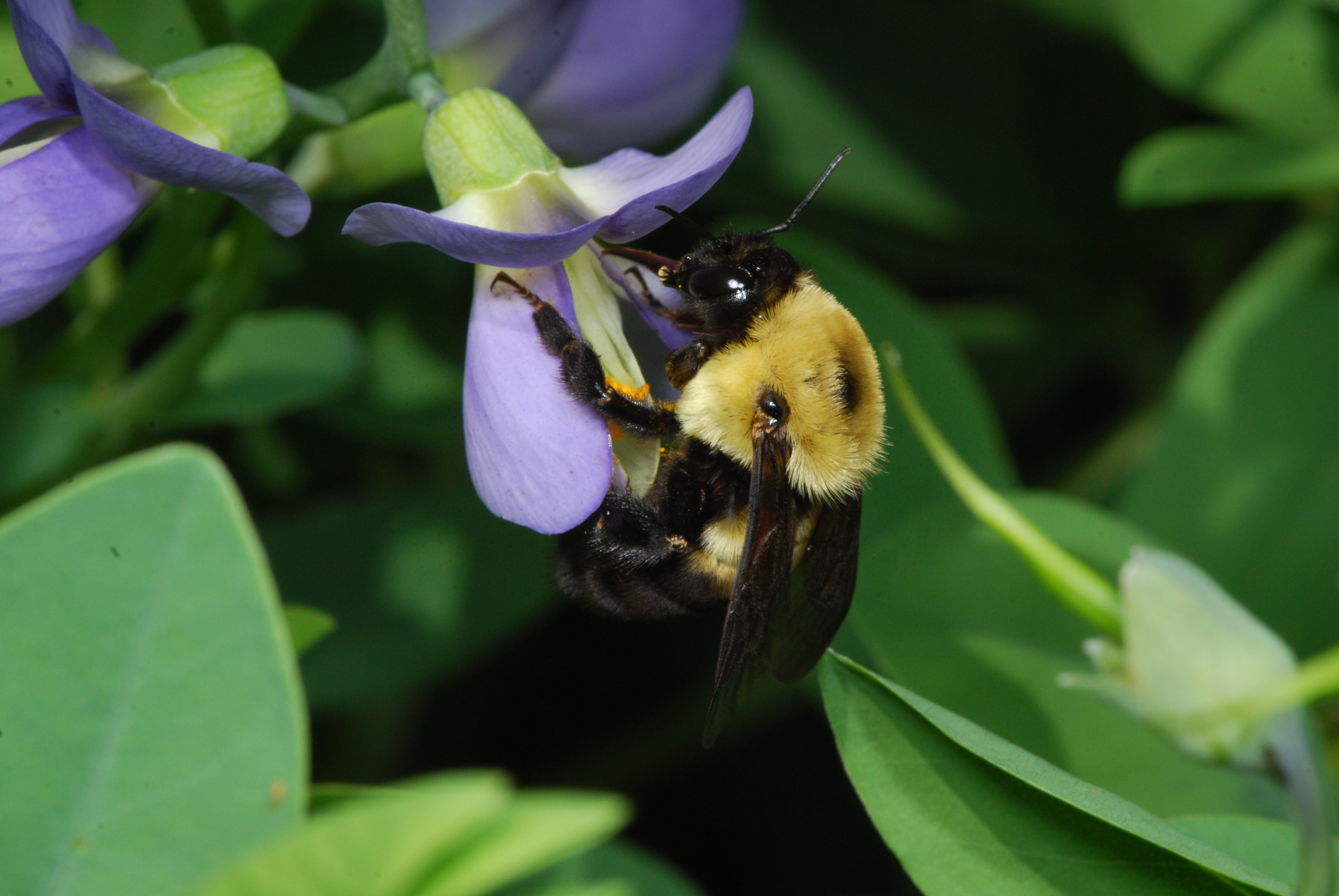 Brown belted bumble bee by Ed Spevak