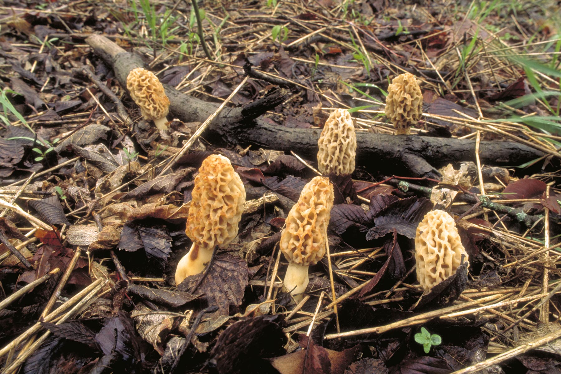 common-morel