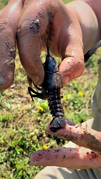 MDC Crayfish April 21