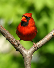 Red bird MDC