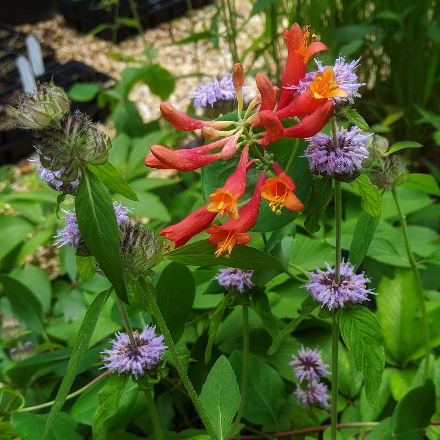 ohio horsemint and coral honeysuckle by David Middleton